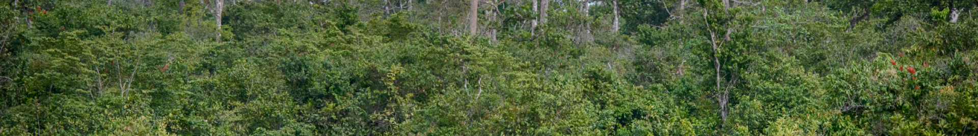 HCV Congo