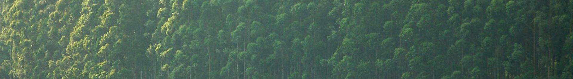 Merensky Forest