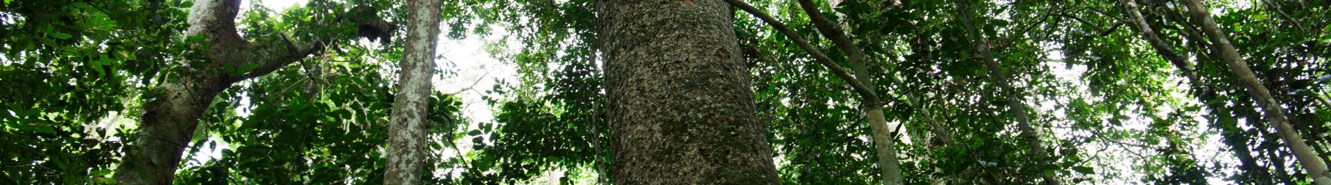 Congo Basin Forest