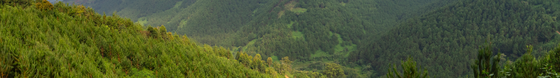 East Africa Forest