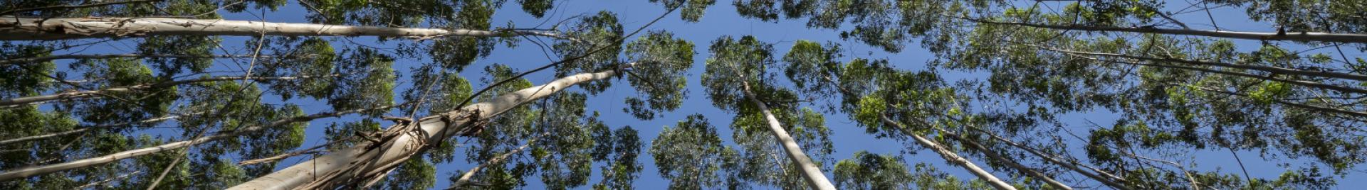 Forest Image