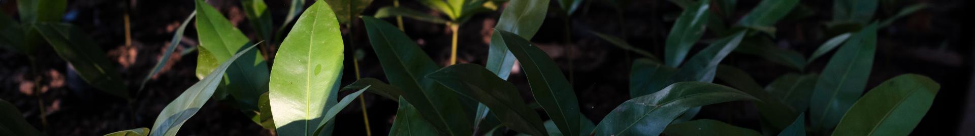 Tree nursery in Gabon 2023