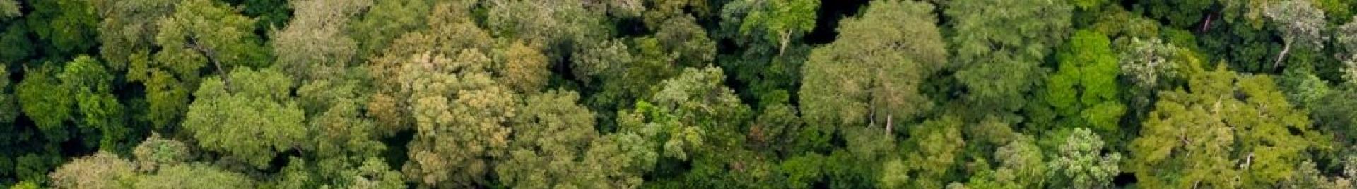 Congo Forest