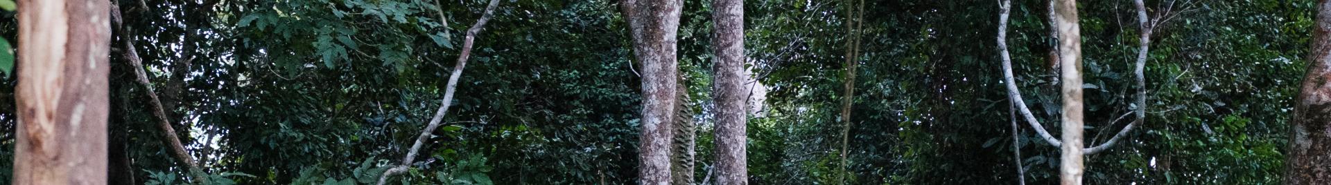 Forests in Southern Gabon. FSC/Nyani Q.