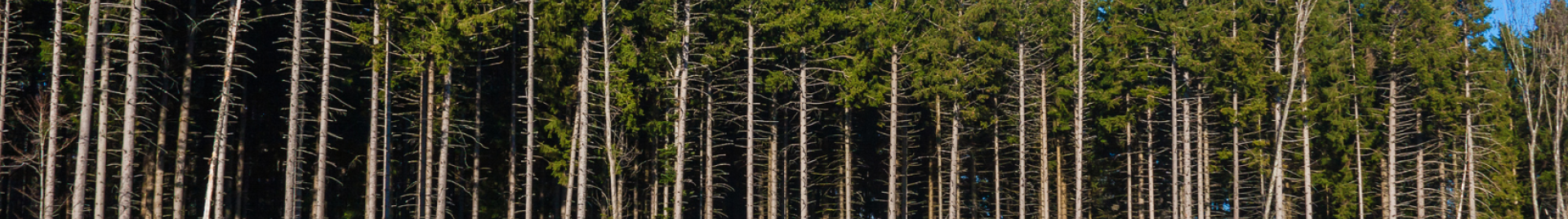 Euc Forest