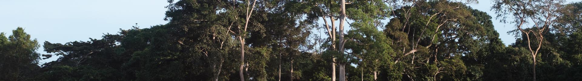 FSC Forest Gabon, photo by Nyani Quarmyne