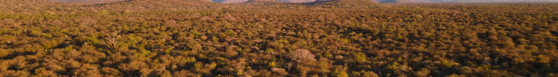 2025_FSC COMMS_Namibia_bush encroachment_(C) FSC_Samora Chapman.jpg