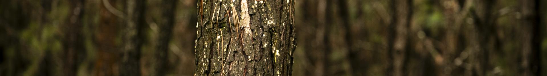 Image of tree - FSC | Jjumba Martin