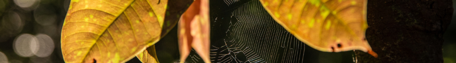 Zamba Heritage Congress