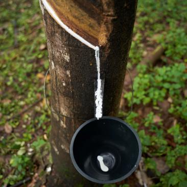 Rubber