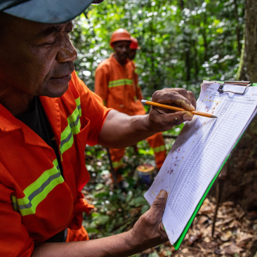 Within an FSC-certified forest responsibly managed by Olam Agri in Kabo, northern Republic of Congo, 2024, where forest trackers measure a tali tree, a tropical species native to sub-Saharan Africa. ©FSC Africa/ Jonathan Perugia